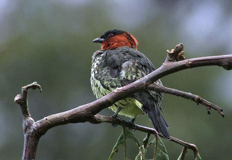 Chestnut-crested Cotinga (Ampelion rufaxilla) photo