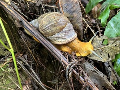 Plekocheilus coloratus