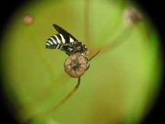 Triepeolus rufithorax