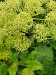 Bibio pomonae