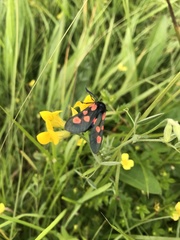 Zygaena trifolii