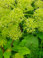 Bibio pomonae