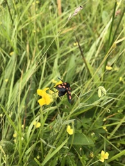 Zygaena trifolii
