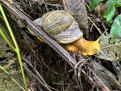 Plekocheilus coloratus