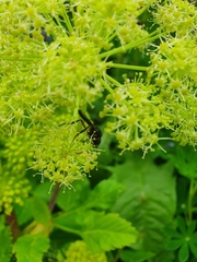 Bibio pomonae