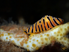 Cuspivolva tigris