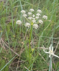 Peucedanum vaginatum