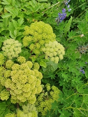 Bibio pomonae