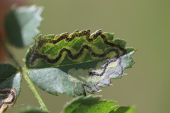 Stigmella anomalella