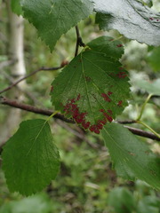 Acalitus longisetosus