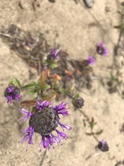 Monardella sinuata nigrescens