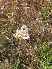 Calochortus eurycarpus