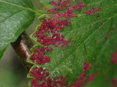 Acalitus longisetosus