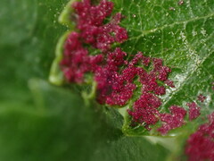 Acalitus longisetosus