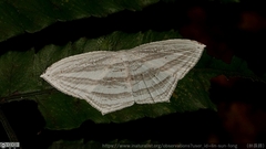 Acropteris leptaliata