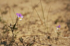 Viola tricolor curtisii