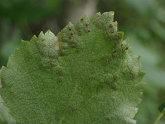 Acalitus longisetosus