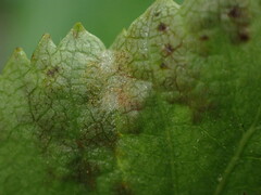 Acalitus longisetosus