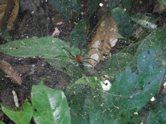 Aglaoctenus castaneus