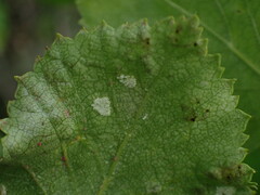 Acalitus longisetosus