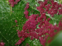 Acalitus longisetosus