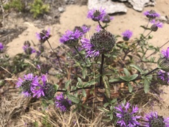 Monardella sinuata nigrescens