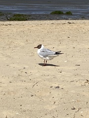 Chroicocephalus ridibundus