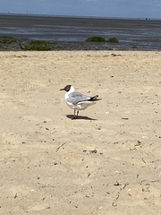 Chroicocephalus ridibundus