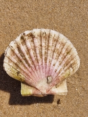 Pecten