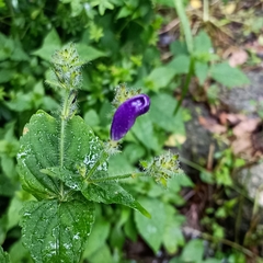 Strobilanthes atropurpurea