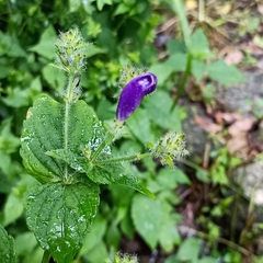 Strobilanthes atropurpurea