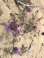 Monardella sinuata nigrescens