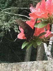 Papilio bianor