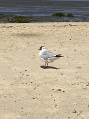 Chroicocephalus ridibundus