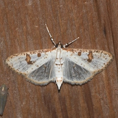 Palpita illibalis