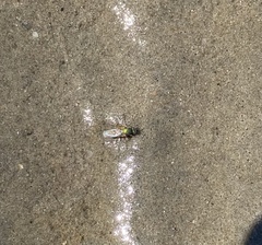 Poecilobothrus nobilitatus