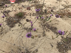 Monardella sinuata nigrescens