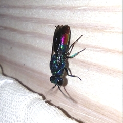 Chrysis fulgida