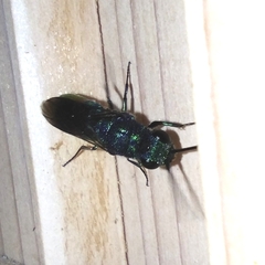 Chrysis fulgida