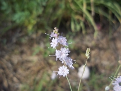 Boerhavia xantii