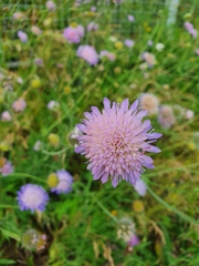 Knautia arvensis