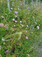 Knautia arvensis