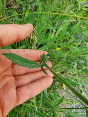 Knautia arvensis