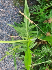 Knautia arvensis