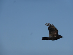 Corvus corone