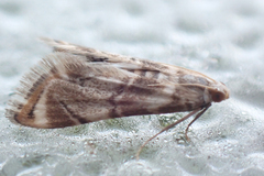 Eoparargyractis plevie