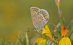 Plebejus argus corsicus