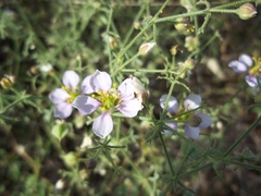 Fagonia barclayana