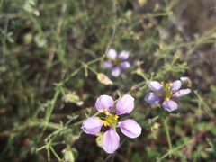 Fagonia barclayana