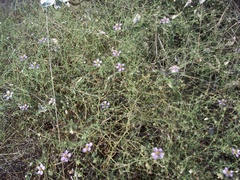 Fagonia barclayana